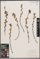 Salix aurita L. x Salix starkeana Willd.